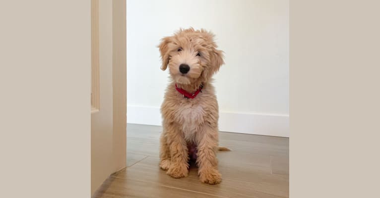 Heidi Lily, a Goldendoodle tested with EmbarkVet.com