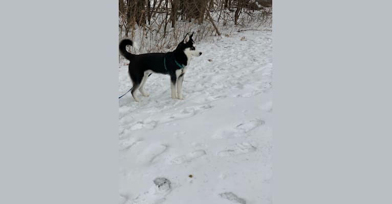 Photo of Zuko, a Siberian Husky  in Palatine, Illinois, USA