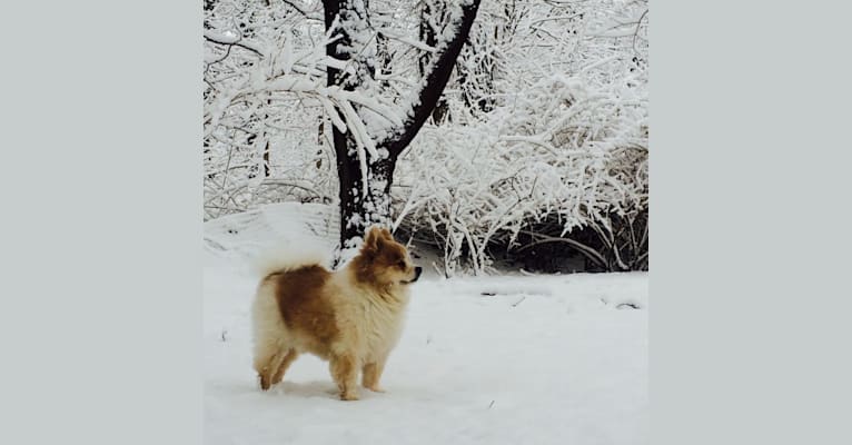Photo of Techno, a Pomeranian 