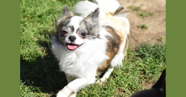 Memphis, a Chihuahua tested with EmbarkVet.com