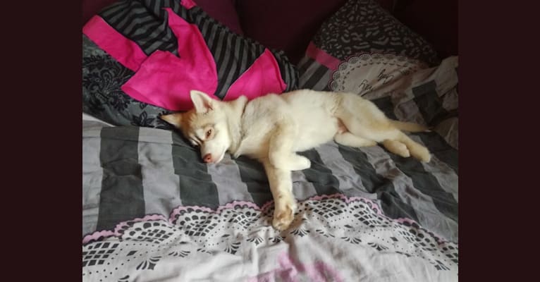 Simba, a Siberian Husky and Pomeranian mix tested with EmbarkVet.com