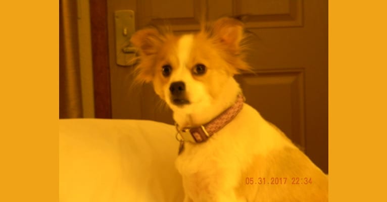 Dixie, a Pekingese and Chihuahua mix tested with EmbarkVet.com