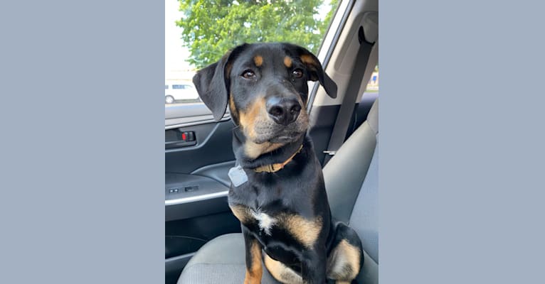 Photo of Arlo, a Labrador Retriever, Pointer, American Pit Bull Terrier, Black and Tan Coonhound, and Beagle mix in South Bend, Indiana, USA