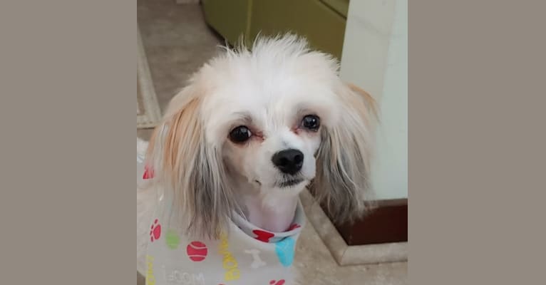 Ramsey, a Chinese Crested and Maltese mix tested with EmbarkVet.com
