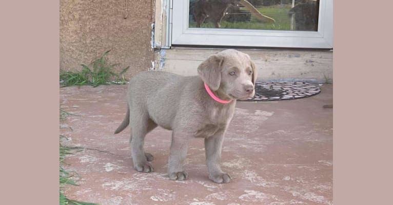 Brandi, a Labrador Retriever tested with EmbarkVet.com