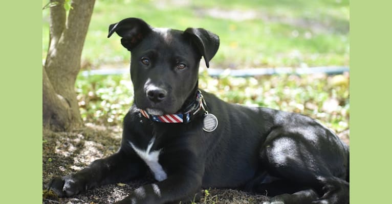 Mooshie, an American Pit Bull Terrier and German Shepherd Dog mix tested with EmbarkVet.com