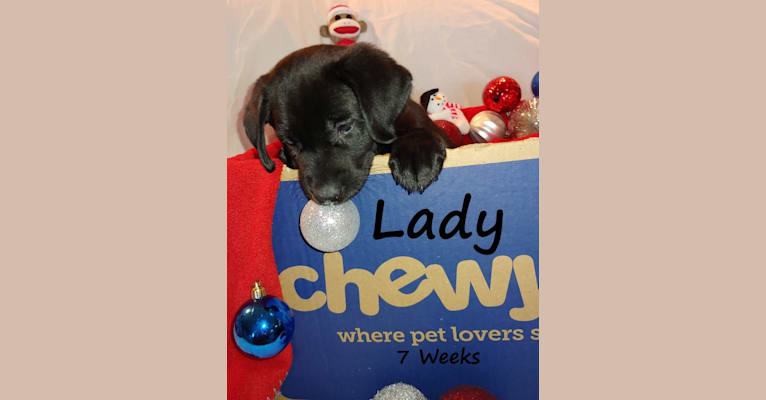 Lady, a Labrador Retriever tested with EmbarkVet.com