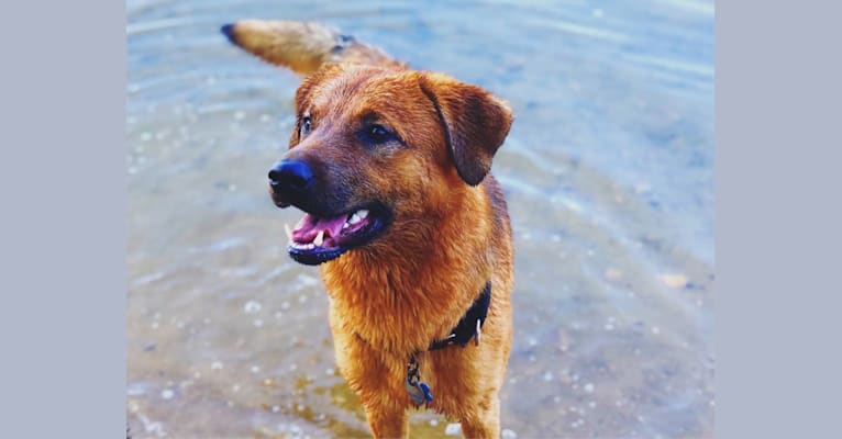 Fenrir, a Chesapeake Bay Retriever and Anatolian Shepherd Dog mix tested with EmbarkVet.com