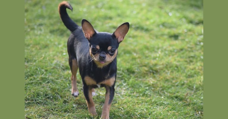Montana, a Chihuahua tested with EmbarkVet.com