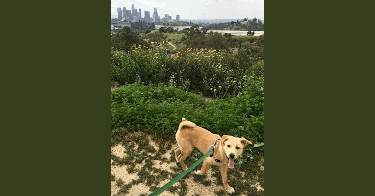 Photo of Pony, an East Asian Village Dog  in Los Angeles, California, USA
