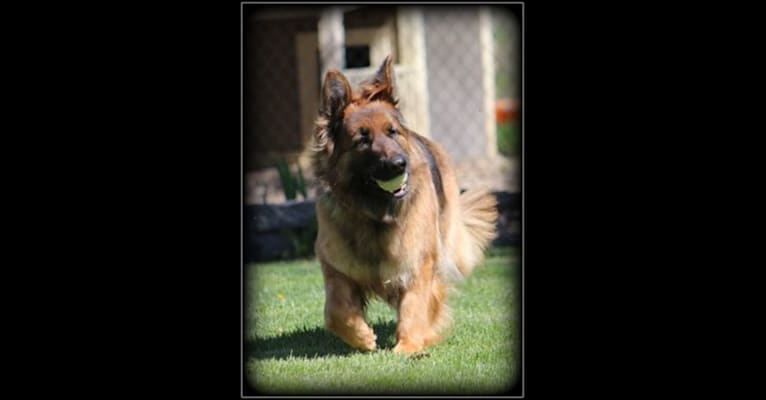 Leah, a German Shepherd Dog tested with EmbarkVet.com