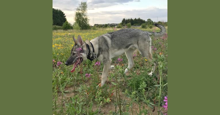 Denver, a Czechoslovakian Vlcak and German Shepherd Dog mix tested with EmbarkVet.com