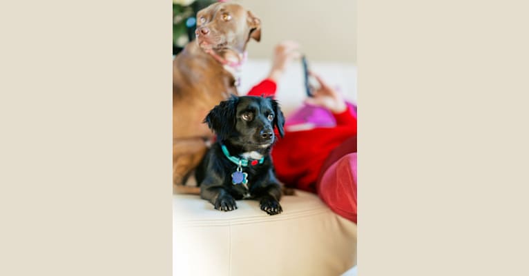 Photo of Willy, a Chihuahua and Poodle (Small) mix in Riverside, CA, USA
