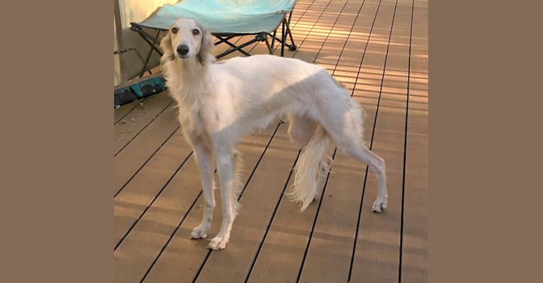 Photo of Sansa, a Silken Windhound  in California, USA