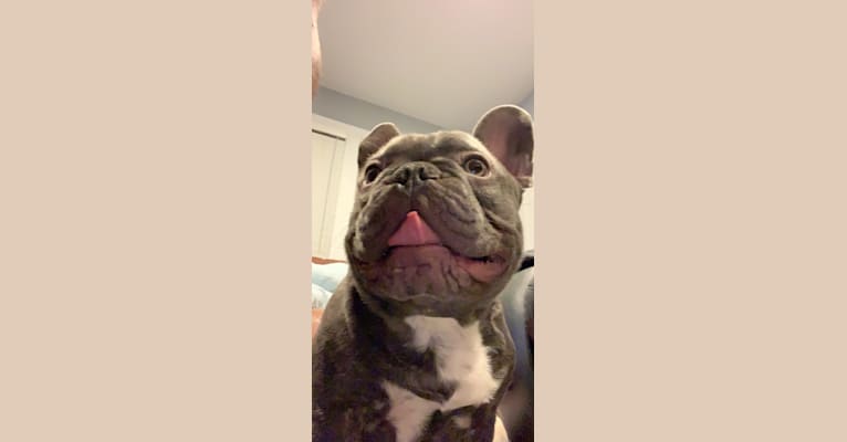 Nardo, a French Bulldog tested with EmbarkVet.com