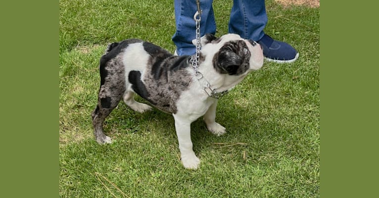 Photo of Makaveli, a Bulldog  in Texas, USA