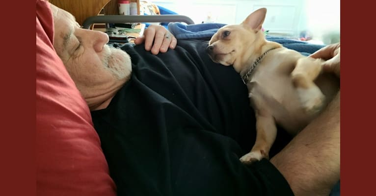 Mojo, a Chihuahua and Pomeranian mix tested with EmbarkVet.com