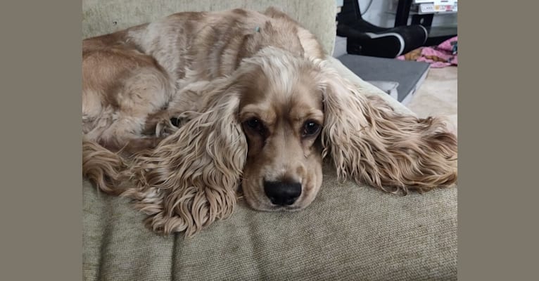 Linus, a Cocker Spaniel and English Cocker Spaniel mix tested with EmbarkVet.com