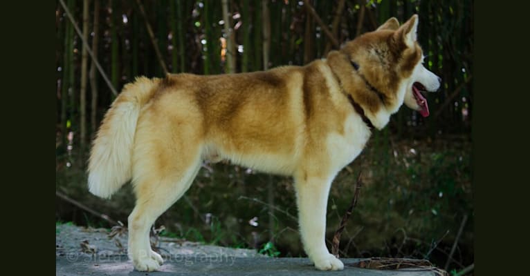 Buck, a Siberian Husky tested with EmbarkVet.com