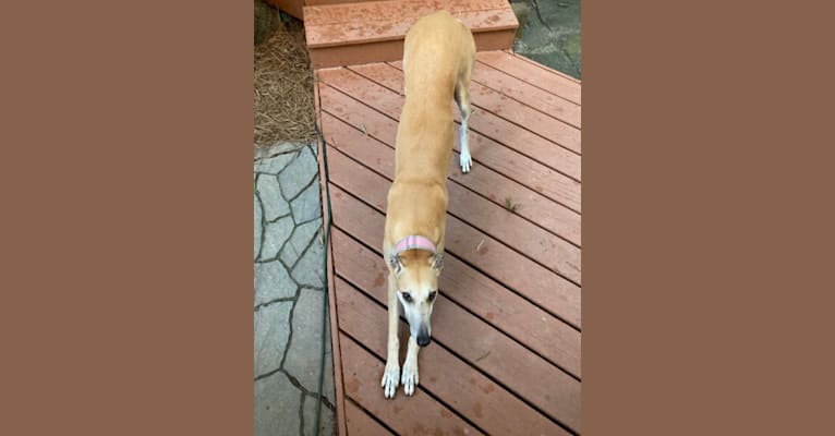 Rosie, a Greyhound tested with EmbarkVet.com