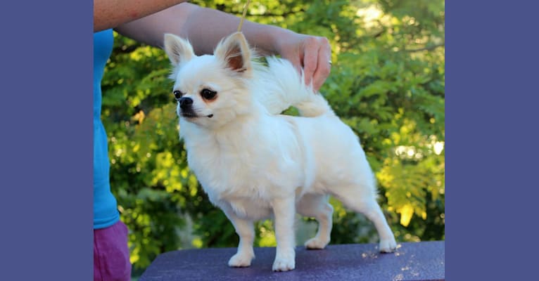 Breeze, a Chihuahua tested with EmbarkVet.com