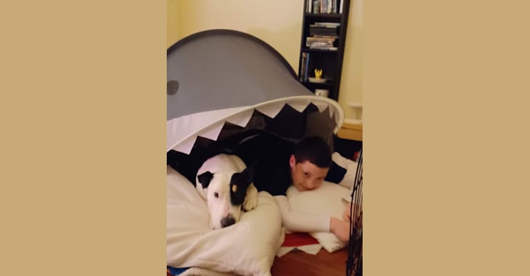 Carlos, a Bull Terrier and American Pit Bull Terrier mix tested with EmbarkVet.com