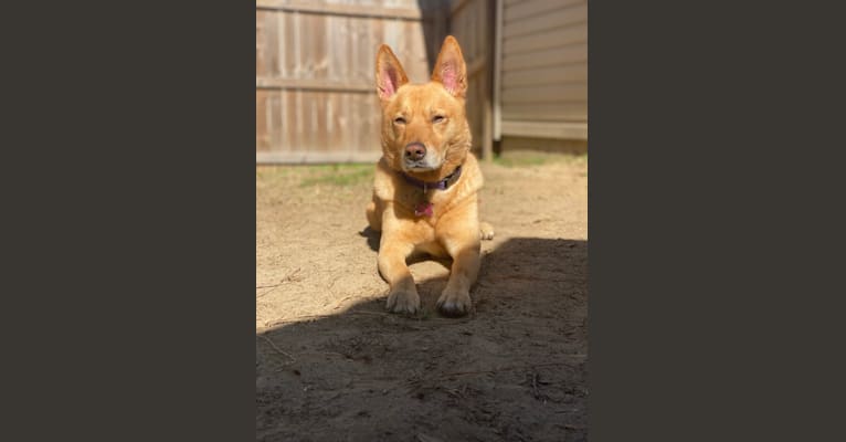 Khloe, a Chow Chow and Australian Cattle Dog mix tested with EmbarkVet.com