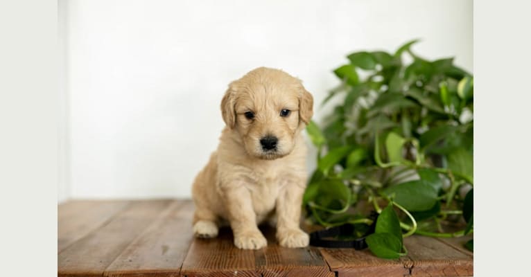 Churro, a Goldendoodle tested with EmbarkVet.com