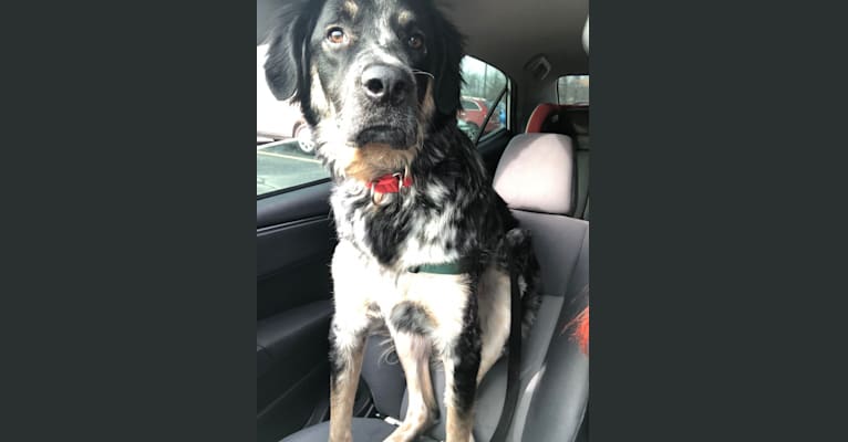 Photo of Archie, a Border Collie, Great Pyrenees, Bluetick Coonhound, and Australian Cattle Dog mix in Texas, USA