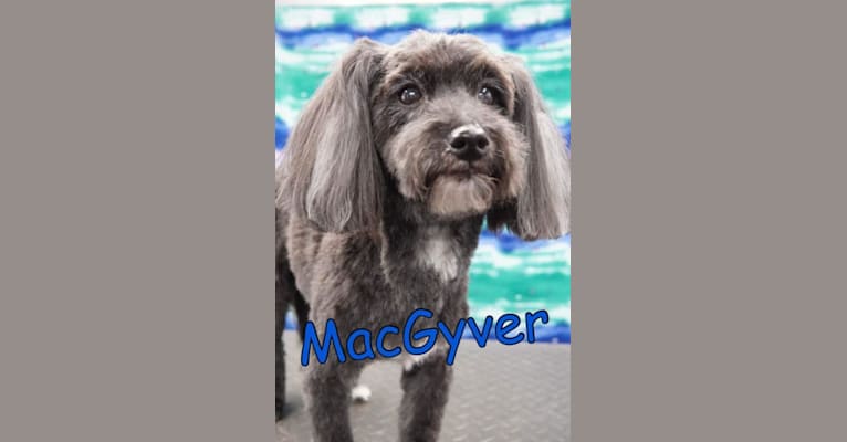MacGyver, a Havapoo (18.2% unresolved) tested with EmbarkVet.com