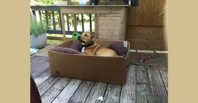 Photo of Gavin, an American Pit Bull Terrier, Beagle, Chow Chow, and Mixed mix in Mississippi, USA