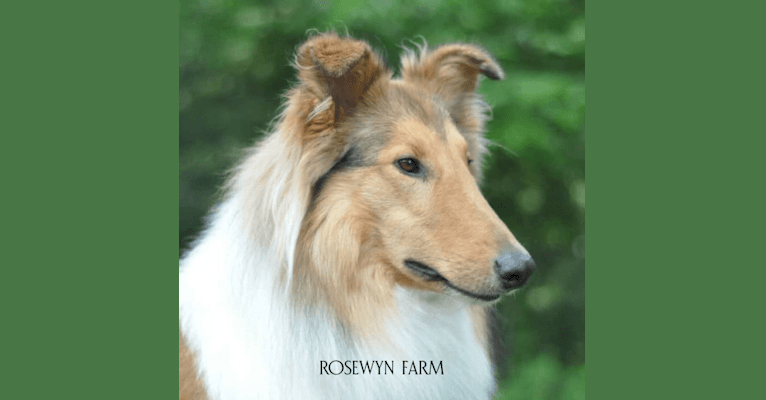 Photo of Andy, a Collie (Scottish-Type)  in Red Boiling Springs, Tennessee, USA