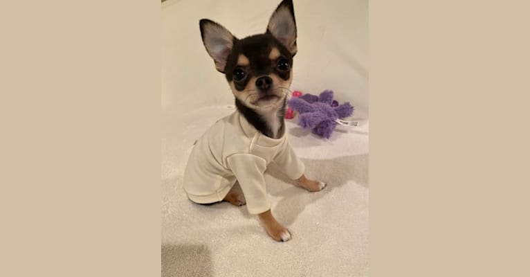 Alli-Mae, a Chihuahua tested with EmbarkVet.com