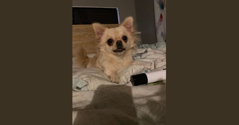 Nane, a Chihuahua tested with EmbarkVet.com