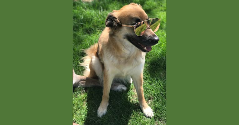 Princess Olivia Jane, a Siberian Husky and Chow Chow mix tested with EmbarkVet.com