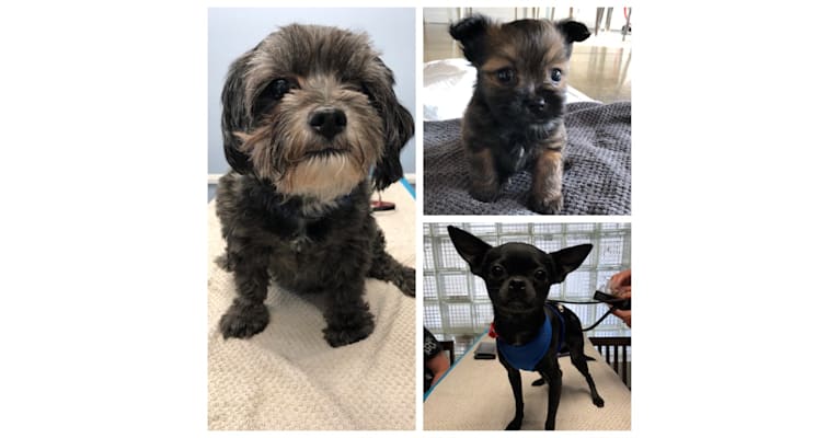 Photo of Sai, a Chihuahua, Poodle (Small), and Shih Tzu mix in Toronto, Ontario, Canada