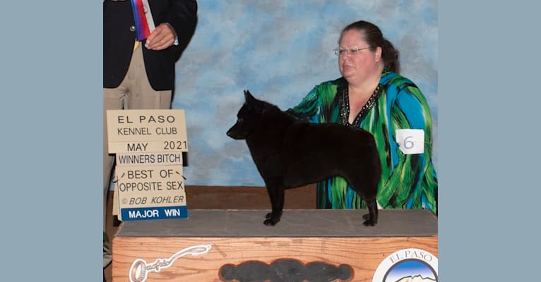 Sydni, a Schipperke tested with EmbarkVet.com