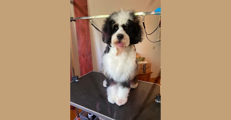 Photo of Malcolm, a Bernedoodle  in Decorah, Iowa, USA