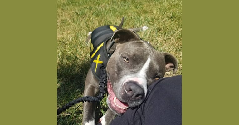 MaSiWei, an American Bully tested with EmbarkVet.com