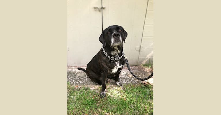 Hank, a Saint Bernard and Cane Corso mix tested with EmbarkVet.com