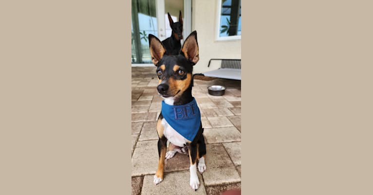 Nacho, a Rat Terrier tested with EmbarkVet.com