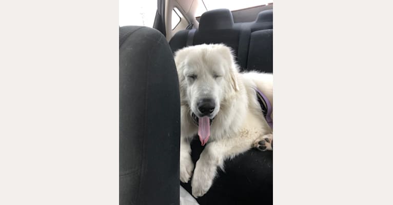 Looney “Chik’in Mini Bandit” Bear, a Great Pyrenees tested with EmbarkVet.com