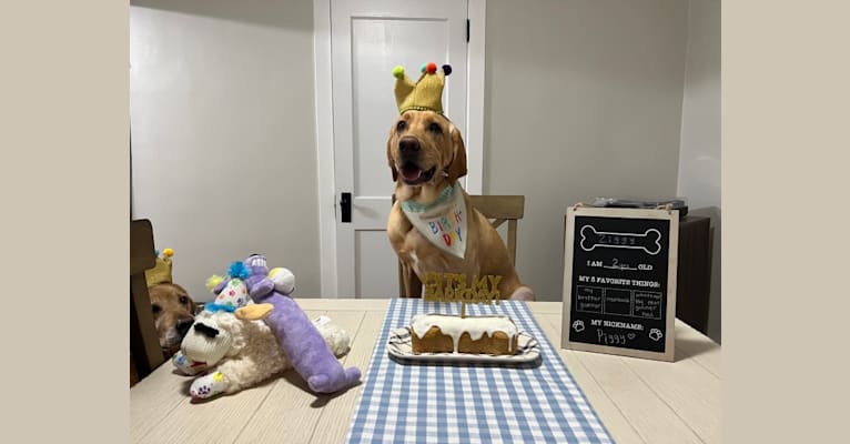 Ziggy, a Labrador Retriever tested with EmbarkVet.com