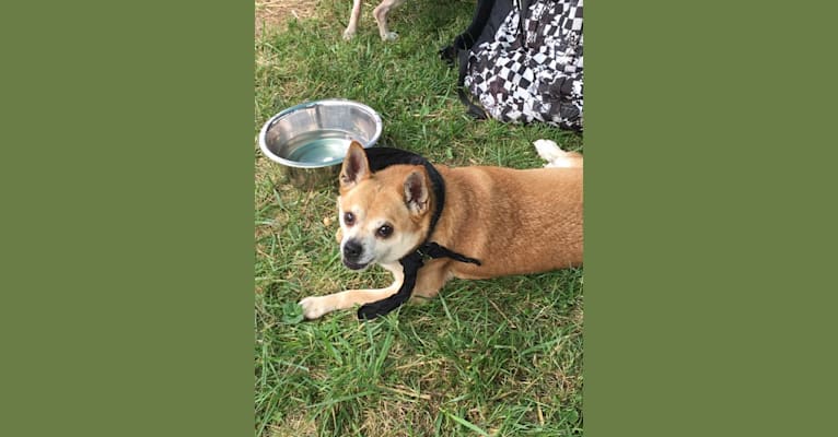 Frankie, a Chihuahua and Miniature Pinscher mix tested with EmbarkVet.com