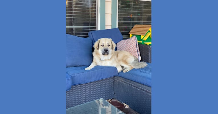 Waylon, a Great Pyrenees and Chow Chow mix tested with EmbarkVet.com