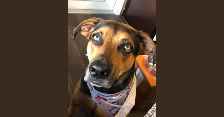 Jake Finn, a Catahoula Leopard Dog and German Shepherd Dog mix tested with EmbarkVet.com