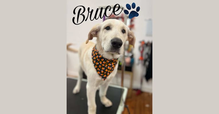 Bruce, a Great Pyrenees and German Shepherd Dog mix tested with EmbarkVet.com
