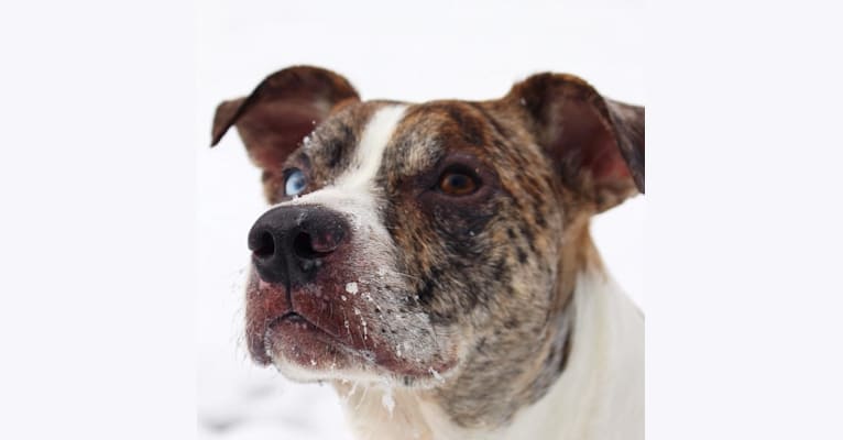 Hammer, a Boston Terrier and Australian Cattle Dog mix tested with EmbarkVet.com