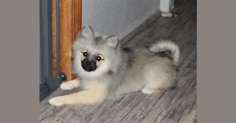 Photo of Ashley, a Pomeranian 