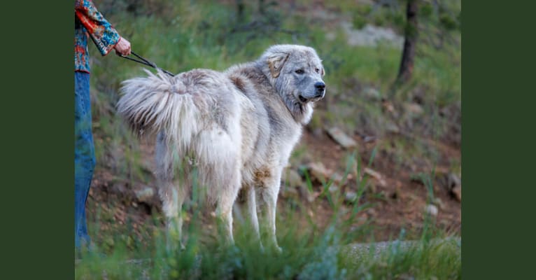 Mithril, a Great Pyrenees and Anatolian Shepherd Dog mix tested with EmbarkVet.com